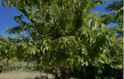 3400 Fox Spring Road, Honeydew, CA 95545