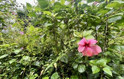 LEHUA RD, Pahoa, HI 96778