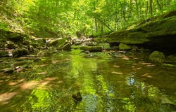 Ellison Ridge, Jumping Branch, WV 25969