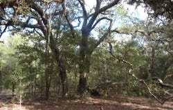 S COUNTY ROAD 315, Interlachen, FL 32148