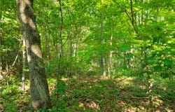 County Highway 410, Ellington, MO 63638