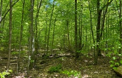 1.2 Cobble Creek Rd., Chester, NY 12853