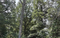 Lenhardt Road, Easley, SC 29640