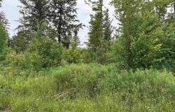 On FR 484 (aka Camp 3 Rd), Wakefield, MI 49968