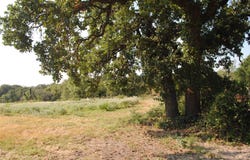 CR 131, Comanche, TX 76857