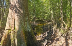 River Bend Road, Columbia, MS 39429