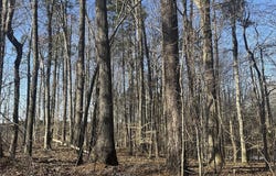 Pierce Denny Road, Liberty, NC 27298