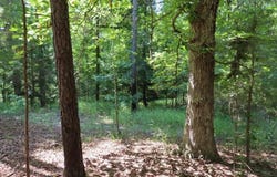 Landis Road, Winnsboro, SC 29180