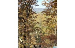 438 STONEGATE DRIVE lot: 64 & 63, BIRMINGHAM, AL 35242