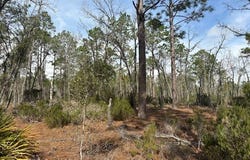 NW County Road 236, Bell, FL 32619