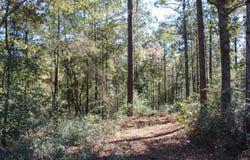Marshal Pl, Petal, MS 39465