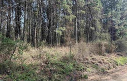 Polk Road 13, Wickes, AR 71973