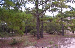 2327 False Cape Road lot: 14, Corolla, NC 27927