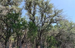 250 Oak Knob, Wimberley, TX 78676