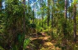 SE 330th St, Old Town, FL 32055