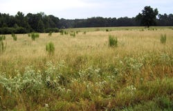 201 LR 725, Ashdown, AR 71822