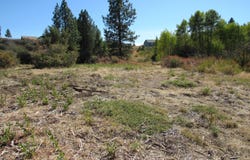 Forest View Drive, Chiloquin, OR 97624