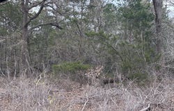 Pearson Rd, Cedar Creek, TX 78616