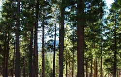269 Big Cedar Lane lot: 289, Portola, CA 96122