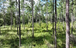 Old US 84, Gordon, AL 36343
