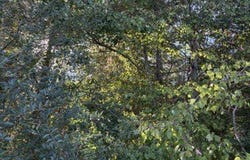 1513 CR-368, Section, AL 35771