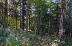 2979 Leach Rd, Eaton, NY 13334