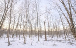 Columbine Circle lot: 124, Terra Alta, WV 26764