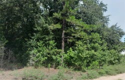 SE 108TH Terrace, MORRISTON, FL 32668