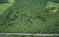 Auction Lane, Cedar Grove, TN 38321