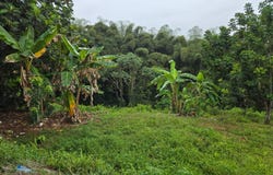 Angeles, Utuado, PR 00641