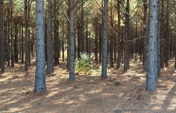CR 3774, Queen City, TX 75572