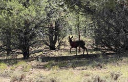 1960 Marmot Drive, Ridgway, CO 81432