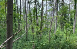 Stagecoach Road, Conesus, NY 14435
