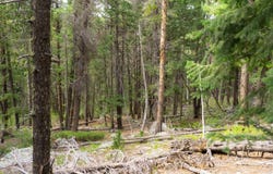 Twin Spruce Rd, Golden, CO 80403