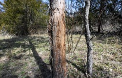 Riley Rd, Brumley, MO 65017