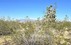 327-03-461 S Quail Drive, Dolan Springs, AZ 86441