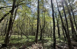 Braden Lane, Gruetli Laager, TN 37339