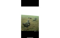 2030 Manton Rd, Loretto, KY 40037