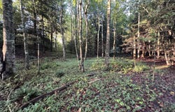 Davis Rd, Deer Lodge, TN 37726