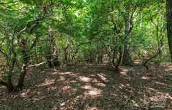 9999 Arrowhead Trail, Columbus, NC 28722