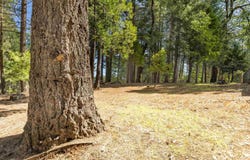 5651 Daisy Cir, Pollock Pines, CA 95726