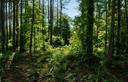 Deerwood Trail, Dublin, GA 31021