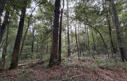 Shiloh Road, Pelahatchie, MS 39145