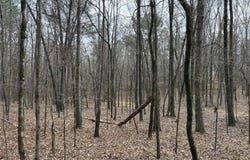 County Road 2211, Kosciusko, MS 39090