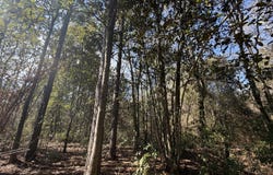 1 Taylor Mill Road, Elba, AL 36323