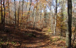 Gordon Brook Road, Scio, NY 14880