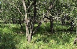 236 Mokulua Ln, Bastrop, TX 78602