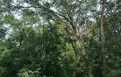 SE 108TH Terrace, MORRISTON, FL 32668