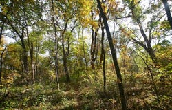 Gamble Hill Road, HANOVER, IL 61041