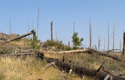 Pine Acres Rd, Bellvue, CO 80512